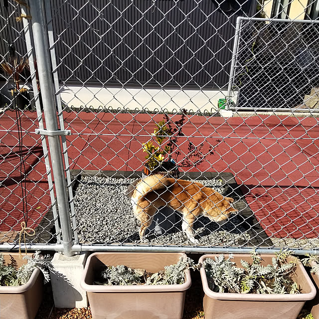 ponhanaさんの実例写真