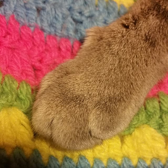 oyumiさんの実例写真