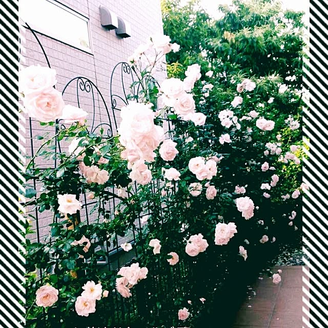 mimi828さんの実例写真