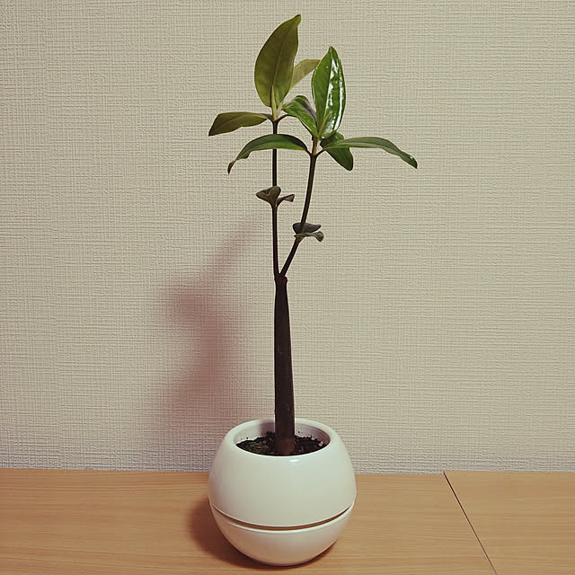 chiicoさんの実例写真