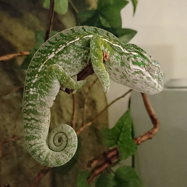escalaさんの実例写真