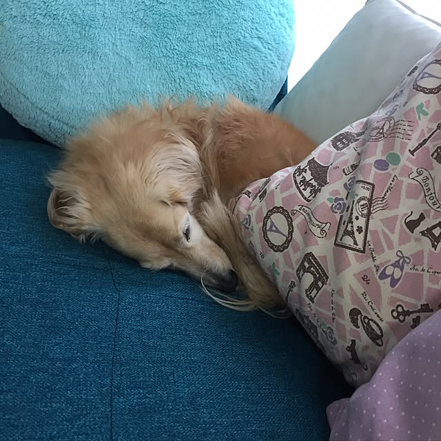 chiiiさんの実例写真