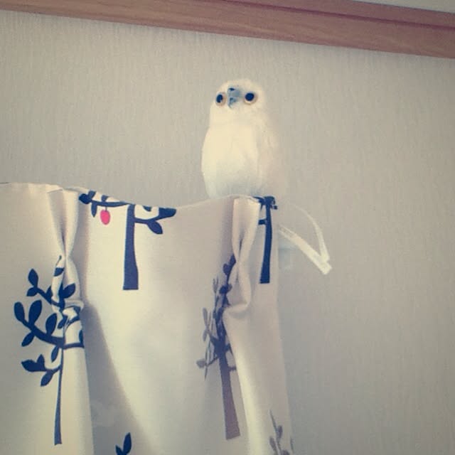 myuさんの実例写真