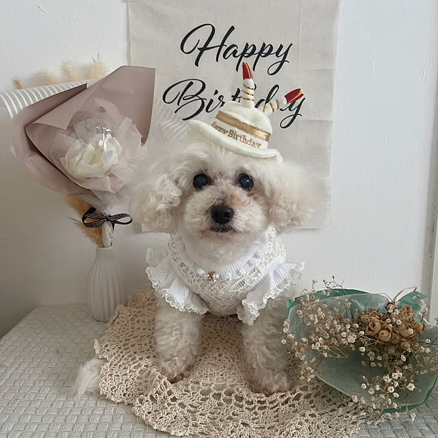 ベッド周り/ドライフラワーのある暮らし/愛犬の誕生日/トイプードル/シニア犬...などのインテリア実例 - 2025-03-21 13:22:01