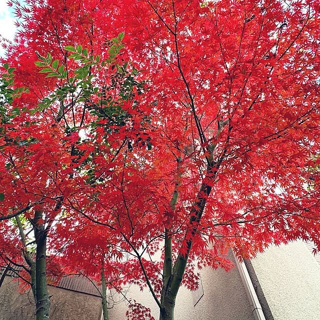 Akitaさんの部屋