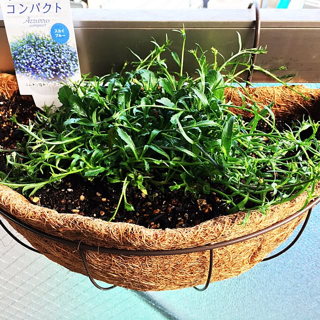 Keikoさんの実例写真