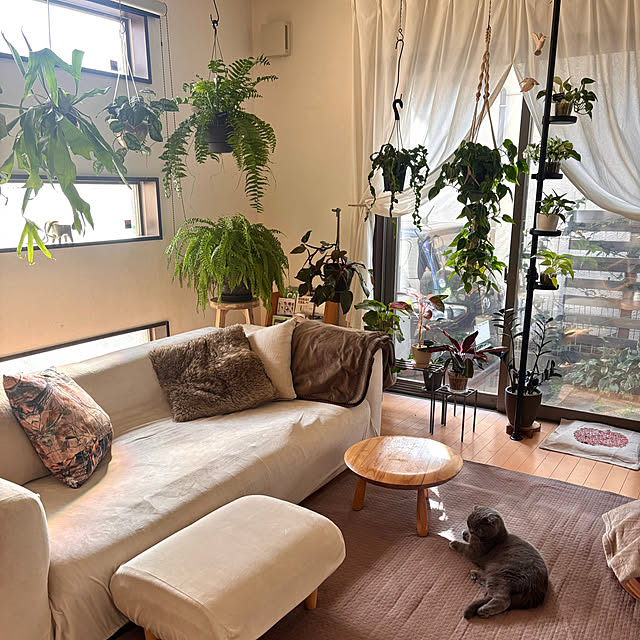 greycatsさんの実例写真