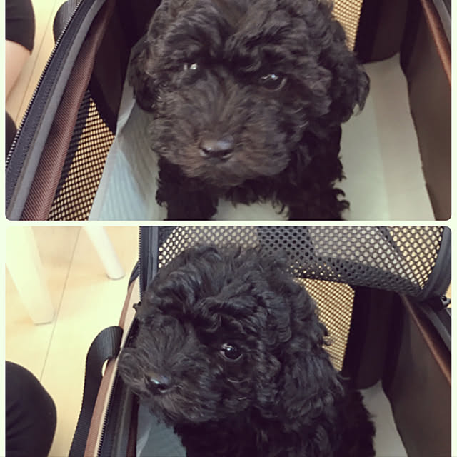 punknさんの実例写真