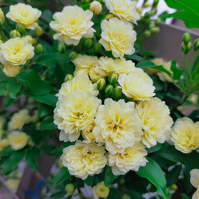 nairuoさんの部屋
