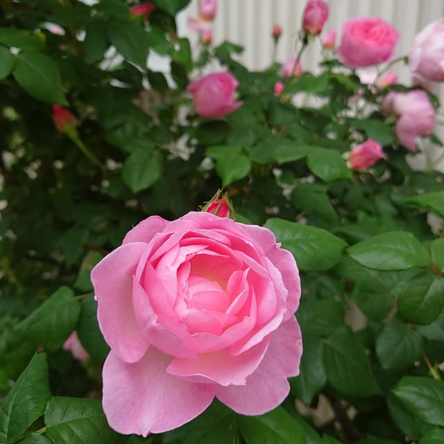 fleur-mamanさんの部屋