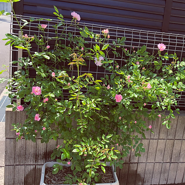 angelrose.yuuさんの実例写真