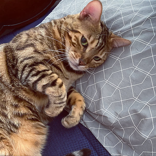 iranさんの実例写真