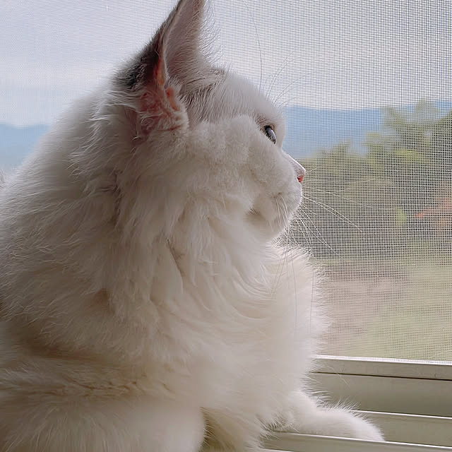 milkcocoaさんの実例写真