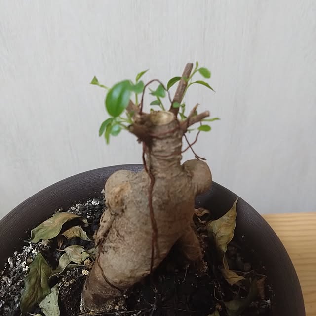 NAOKIさんの実例写真