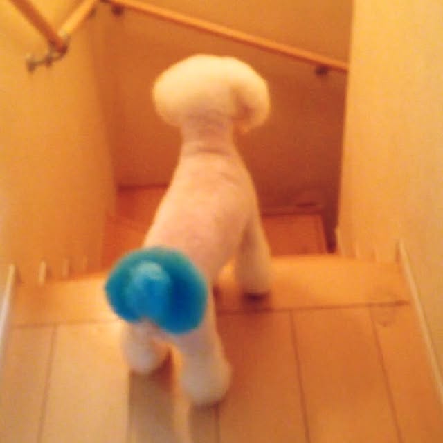 WANKOさんの実例写真