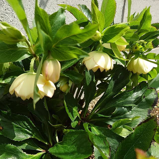 fleur-mamanさんの部屋
