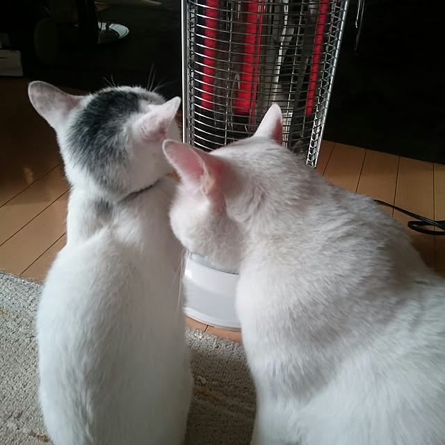 Macyuさんの実例写真