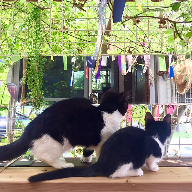 butachanさんの実例写真