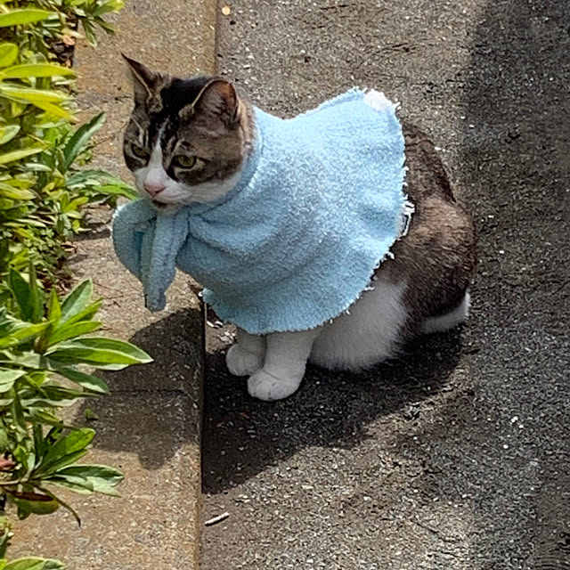 実例写真