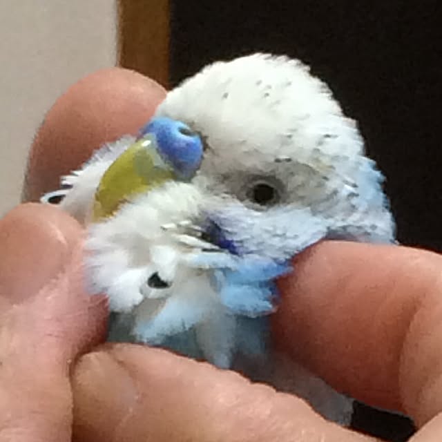 p.mamaさんの実例写真