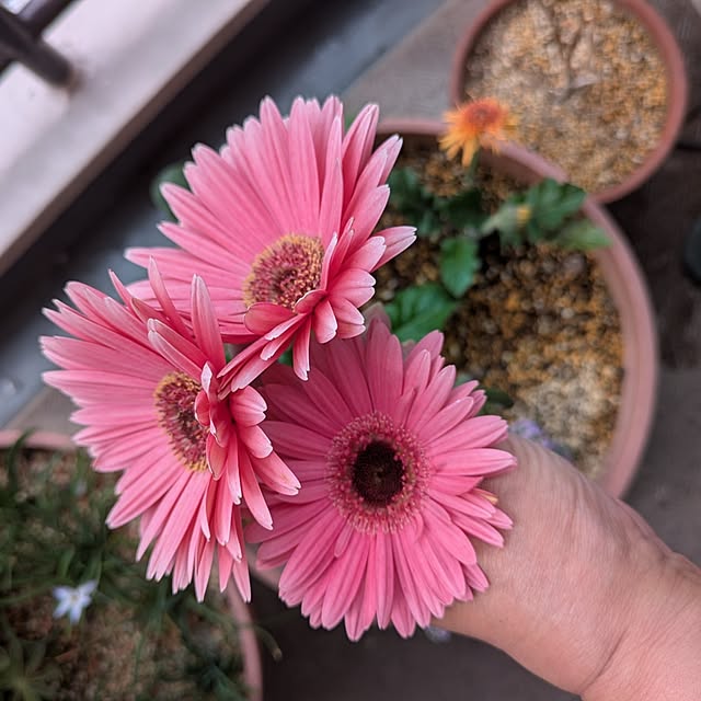 mi-saさんの部屋