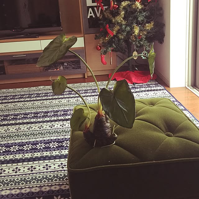 cherryさんの実例写真