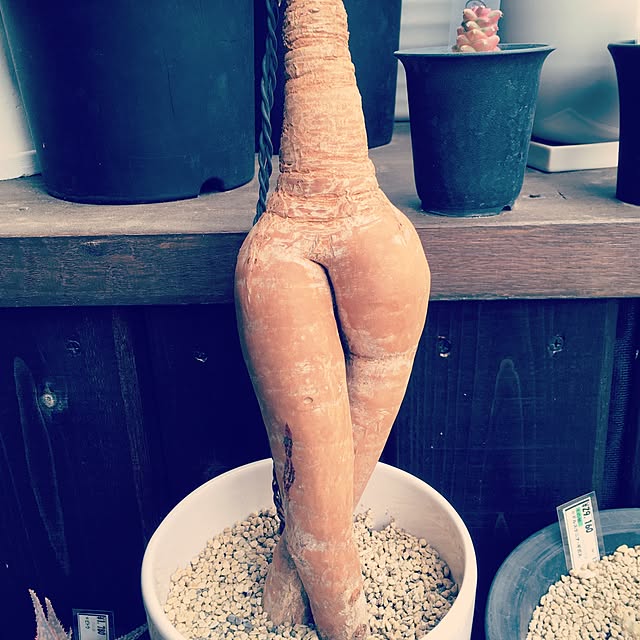 tsukushinboさんの実例写真