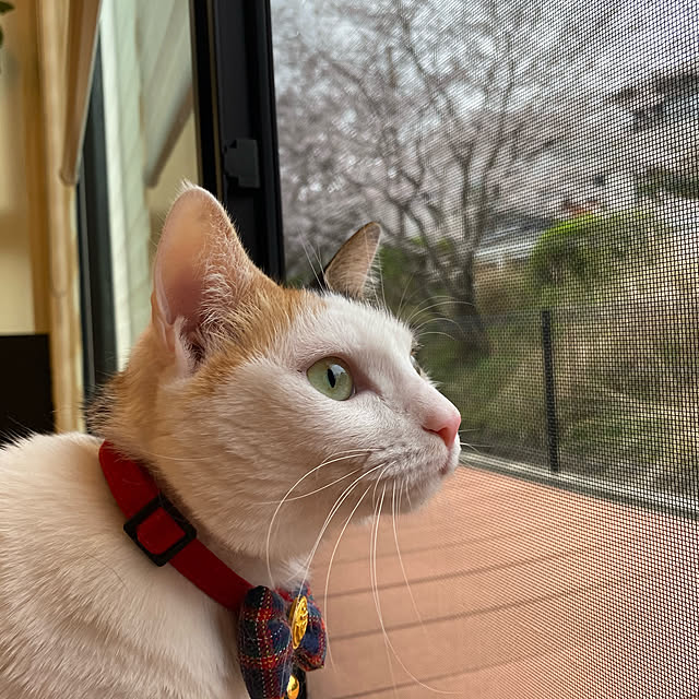 Kuronecoさんの実例写真