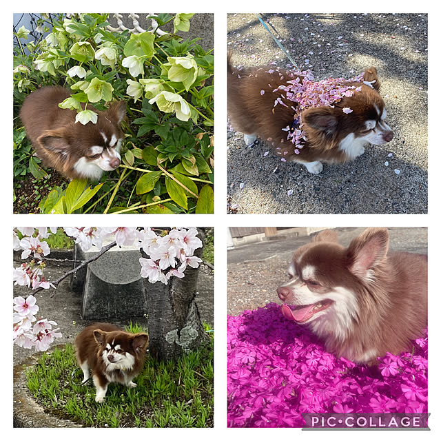 chIoeさんの実例写真