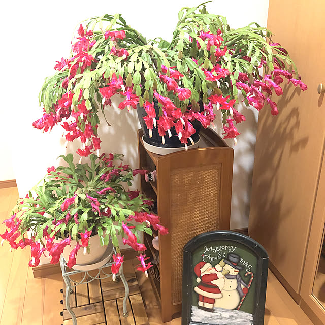 fumikoiさんの実例写真
