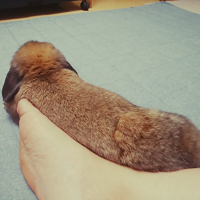 xxakemichxxさんの実例写真