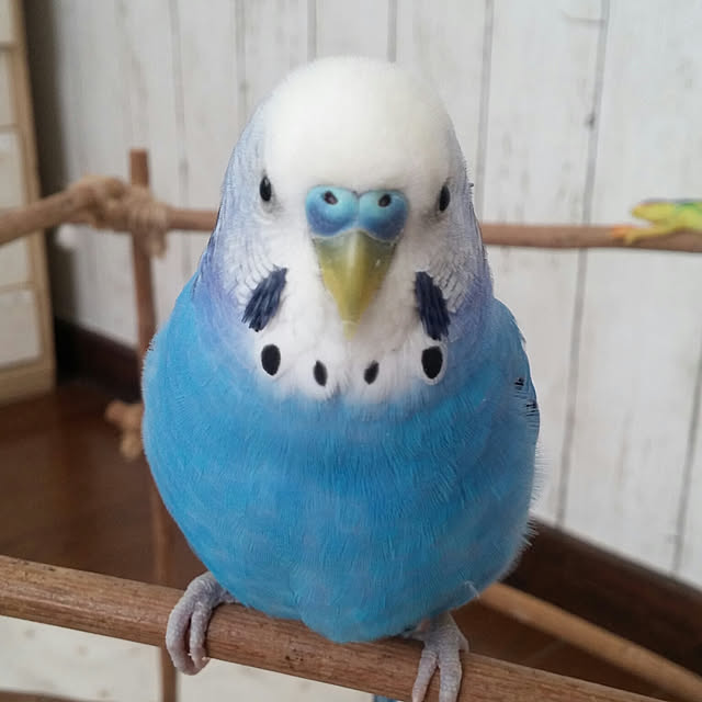 opiopiopiさんの実例写真