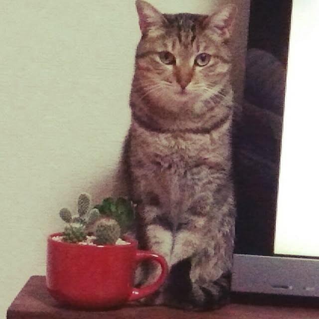 Masamiさんの実例写真
