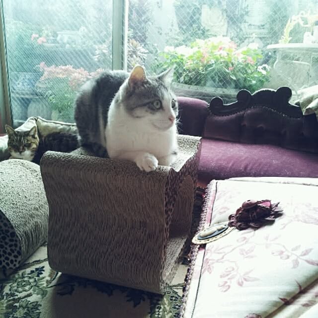 emmyyさんの実例写真
