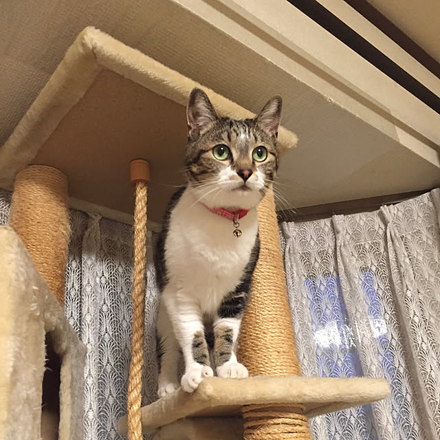 mariさんの実例写真