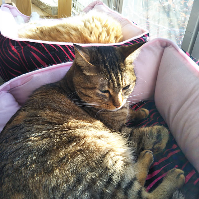 棚/ねこと暮らす。/ねこ部/猫好き/ネコ好き...などのインテリア実例 - 2017-12-29 14:24:45