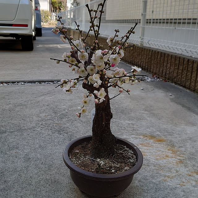 shinobuさんの実例写真