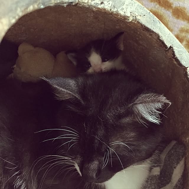 afroさんの実例写真