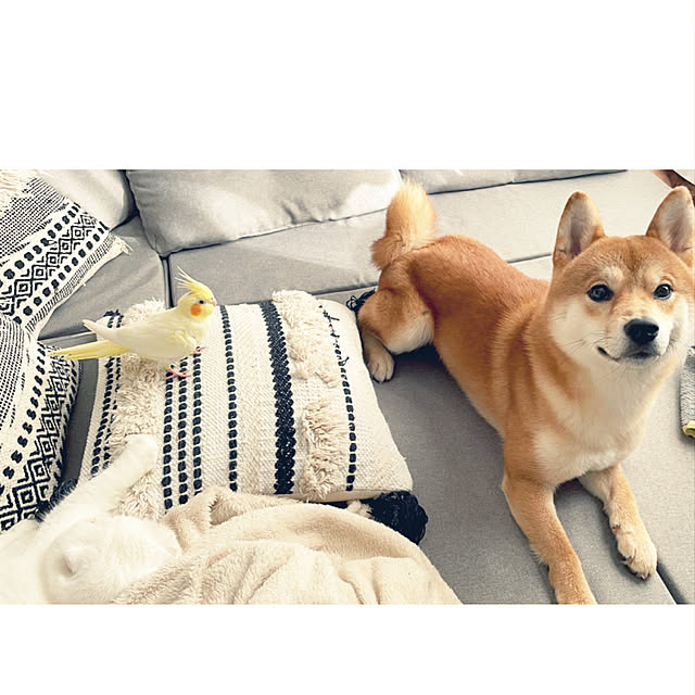 soracocobuさんの実例写真