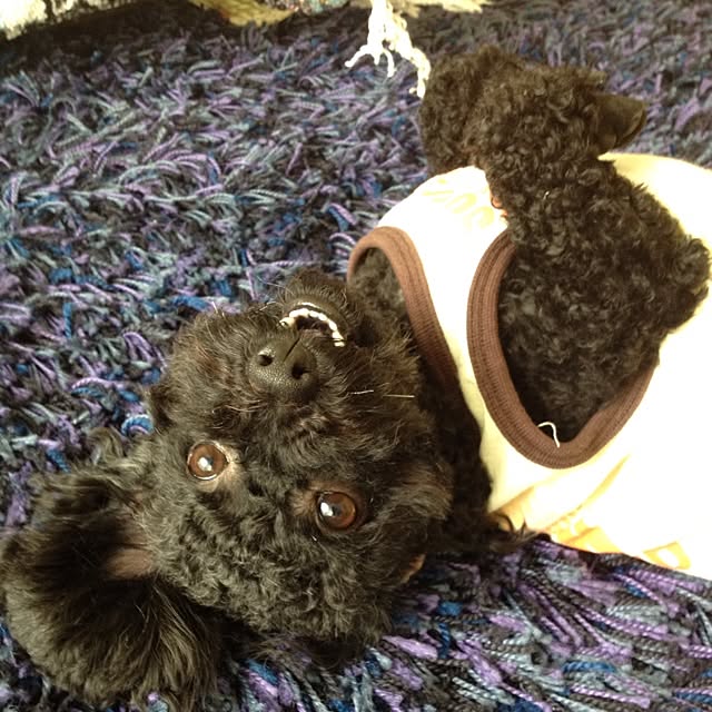 dicekbeetleさんの実例写真