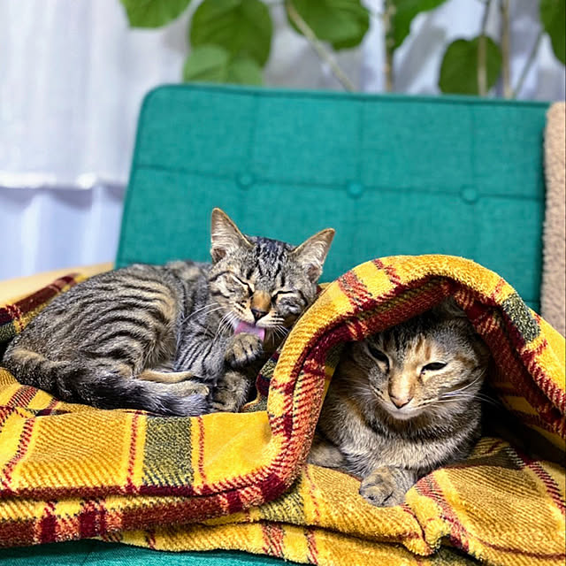 mohhaさんの実例写真
