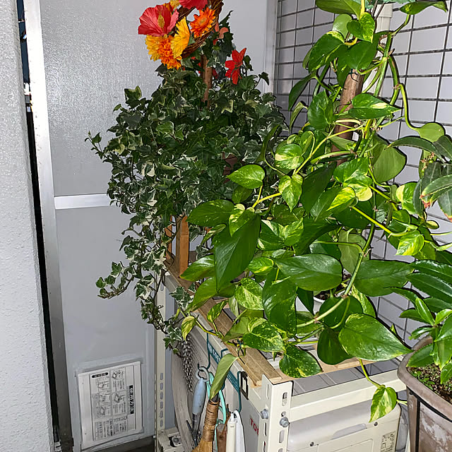 実例写真