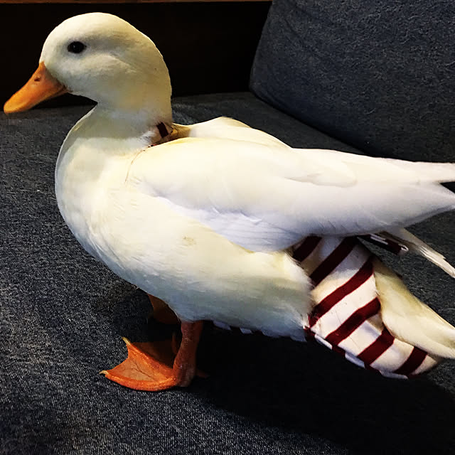 rby88さんの実例写真