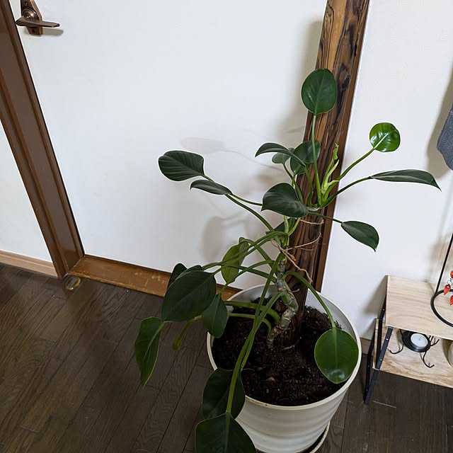 asaさんの実例写真