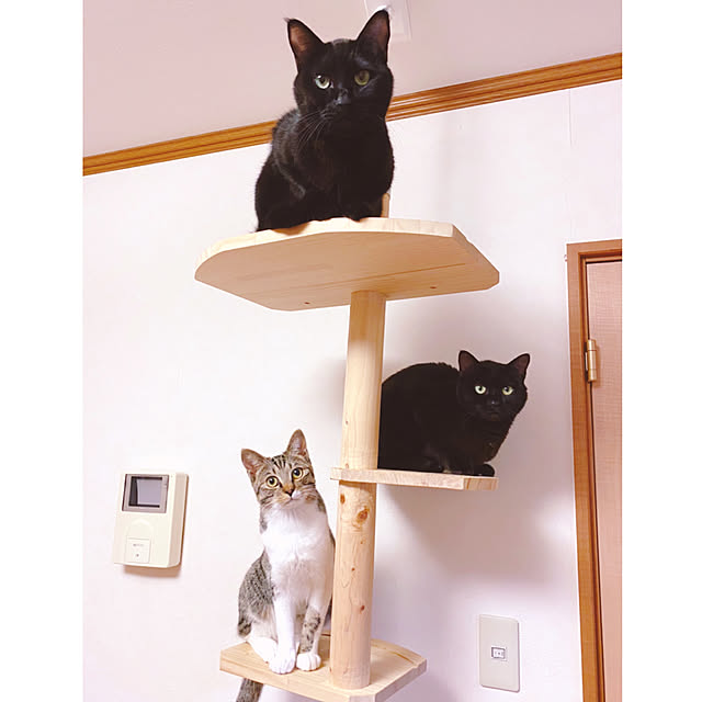 nonoさんの実例写真