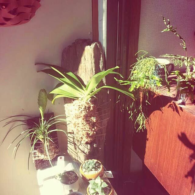 zutanさんの実例写真