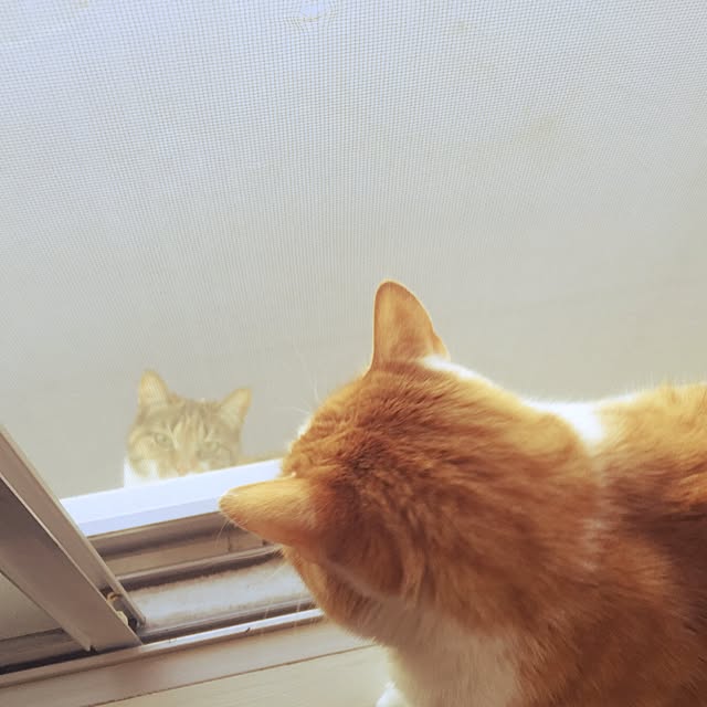 yoshinari_tokuteruさんの実例写真