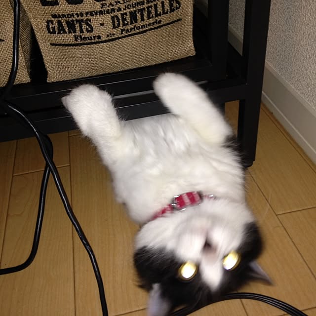 noahanaさんの実例写真
