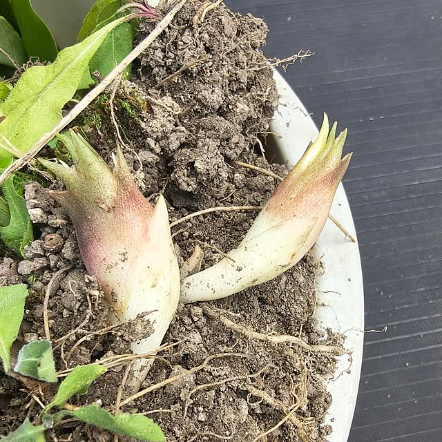 Rubiconさんの実例写真