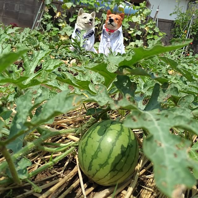 NOAHさんの実例写真
